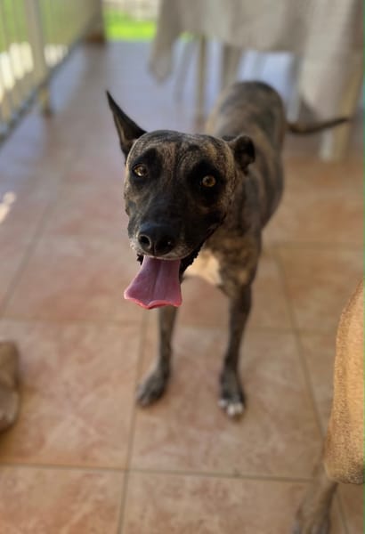 Donna, femelle, croisée berger, née le 10/09/2023