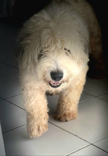 Baloulou, mâle croisé caniche, né le 20/10/2023