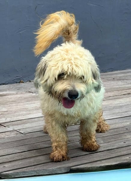 Baloulou, mâle croisé caniche, né le 20/10/2023