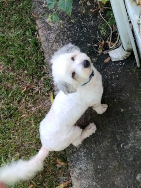 Baloulou, mâle croisé caniche, né le 20/10/2023