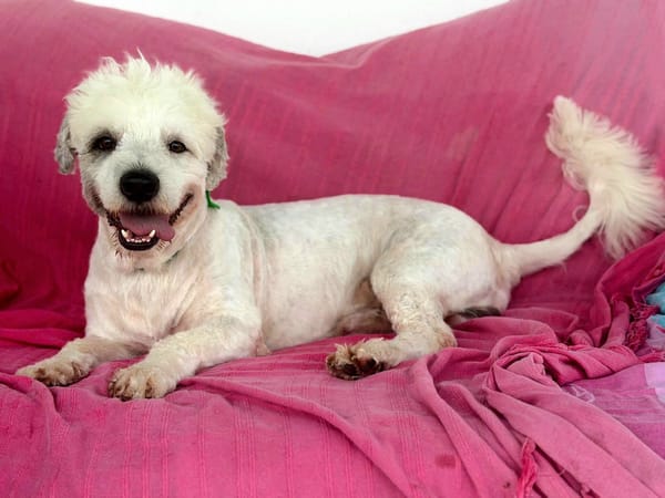 Baloulou, mâle croisé caniche, né le 20/10/2023