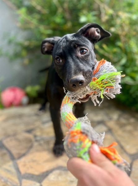 Rose, femelle croisée créole, née le 25/06/2025 🐶