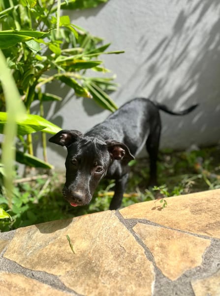 Rose, femelle croisée créole, née le 25/06/2025 🐶
