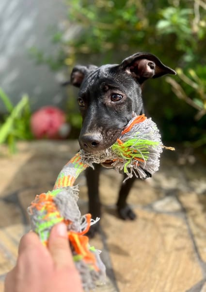 Rose, femelle croisée créole, née le 25/06/2025 🐶