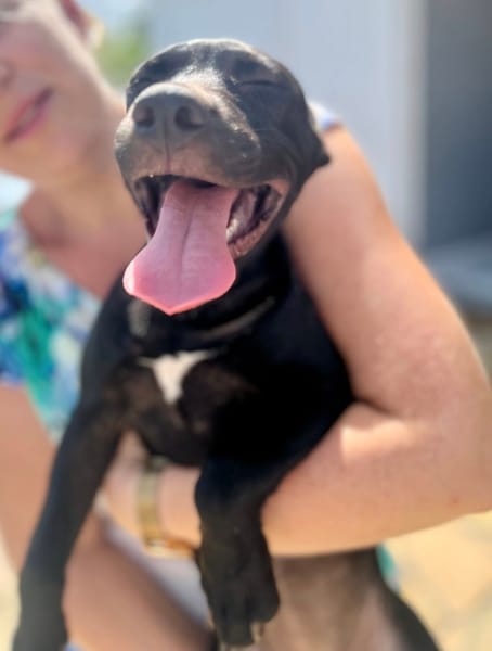 Rose, femelle croisée créole, née le 25/06/2025 🐶