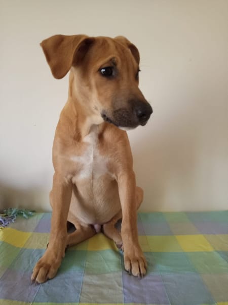 Néwis, mâle croisé berger, né le 15/06/2025 🐶