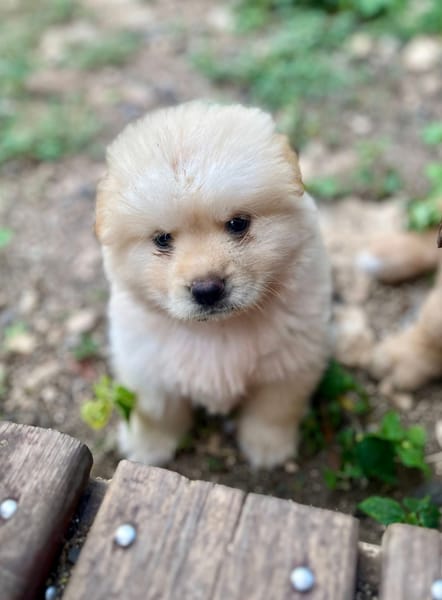 Mowgli, mâle X Bichon/spitz, né le 10/09/2025 🐶