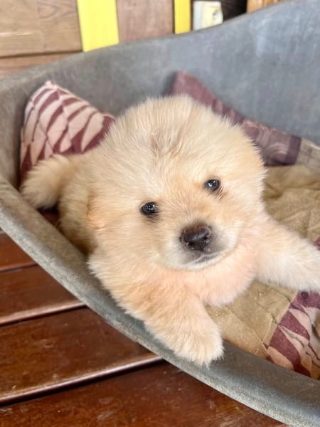 Mowgli, mâle X Bichon/spitz, né le 10/09/2025 🐶