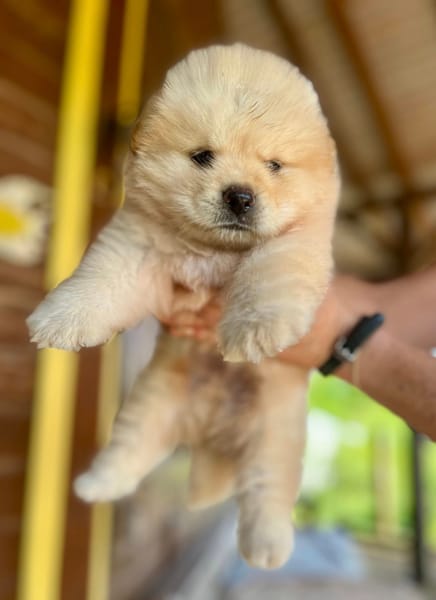 Mowgli, mâle X Bichon/spitz, né le 10/09/2025 🐶