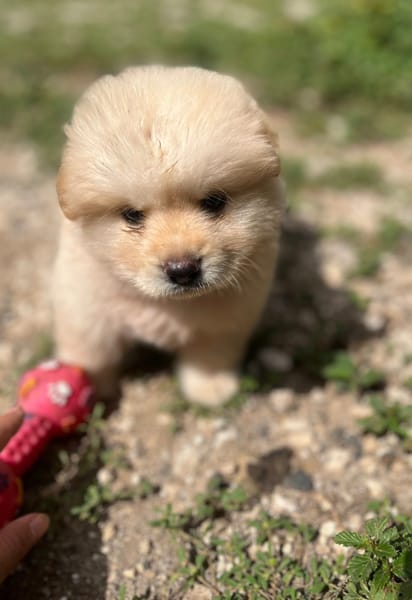 Mowgli, mâle X Bichon/spitz, né le 10/09/2025 🐶