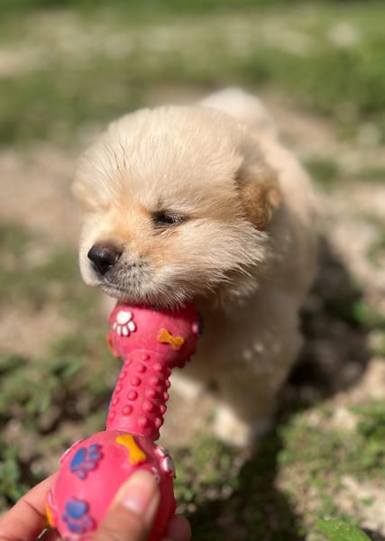 Mowgli, mâle X Bichon/spitz, né le 10/09/2025 🐶