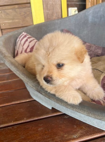 Mowgli, mâle X Bichon/spitz, né le 10/09/2025 🐶