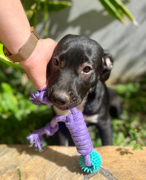 Lupin, mâle croisé créole, né le 25/06/2025 🐶