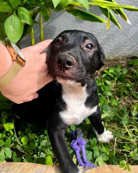 Lupin, mâle croisé créole, né le 25/06/2025 🐶