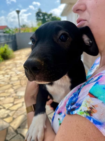 Lupin, mâle croisé créole, né le 25/06/2025 🐶