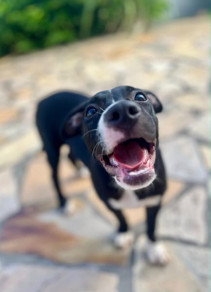 Iris, femelle croisée créole, née le 25/06/2025 🐶