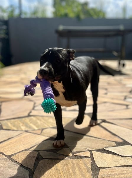 Iris, femelle croisée créole, née le 25/06/2025 🐶