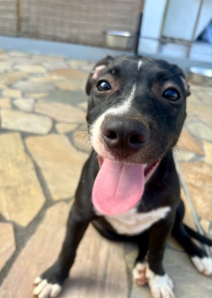 Iris, femelle croisée créole, née le 25/06/2025 🐶