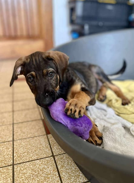 Heaven, femelle X berger née le 10/08/2025 🐶