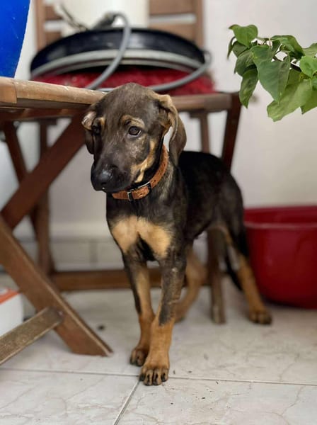 Heaven, femelle X berger née le 10/08/2025 🐶