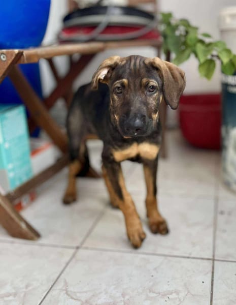 Heaven, femelle X berger née le 10/08/2025 🐶