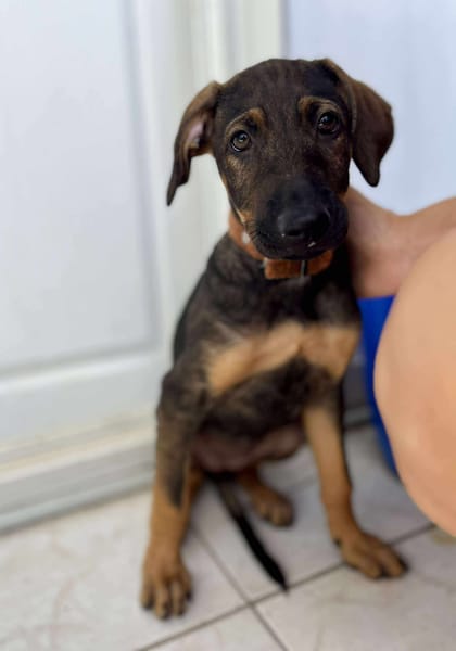 Heaven, femelle X berger née le 10/08/2025 🐶