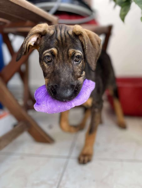 Heaven, femelle X berger née le 10/08/2025 🐶