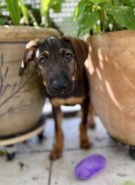 Heaven, femelle X berger née le 10/08/2025 🐶