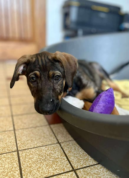 Heaven, femelle X berger née le 10/08/2025 🐶