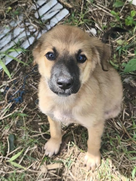 Ginger, femelle X berger née le 15/07/2025