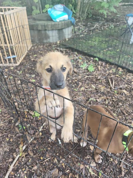 Ginger, femelle X berger née le 15/07/2025