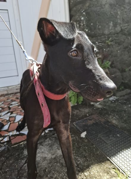 Dusty, mâle croisé berger, né le 15/06/2025 🐶