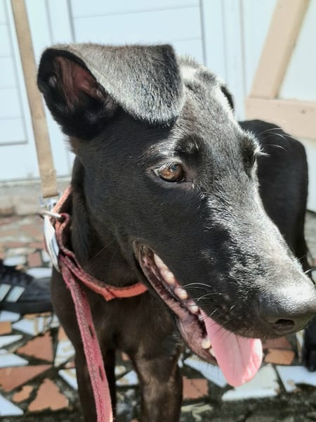 Dusty, mâle croisé berger, né le 15/06/2025 🐶