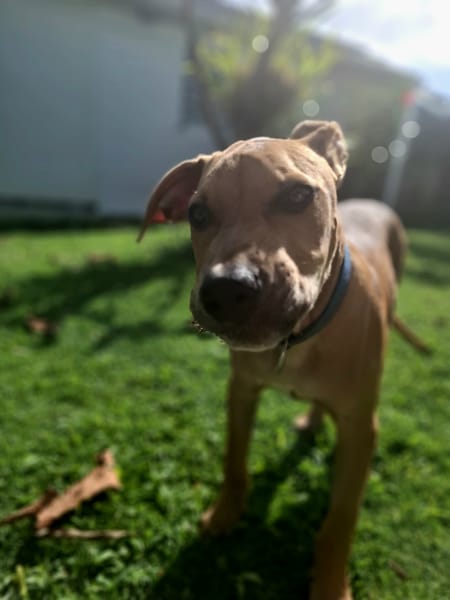 Barton, mâle croisé berger, né le 15/06/2025 🐶