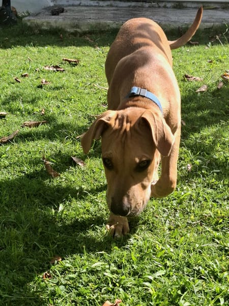 Barton, mâle croisé berger, né le 15/06/2025 🐶