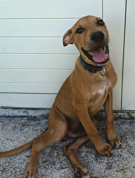 Barton, mâle croisé berger, né le 15/06/2025 🐶