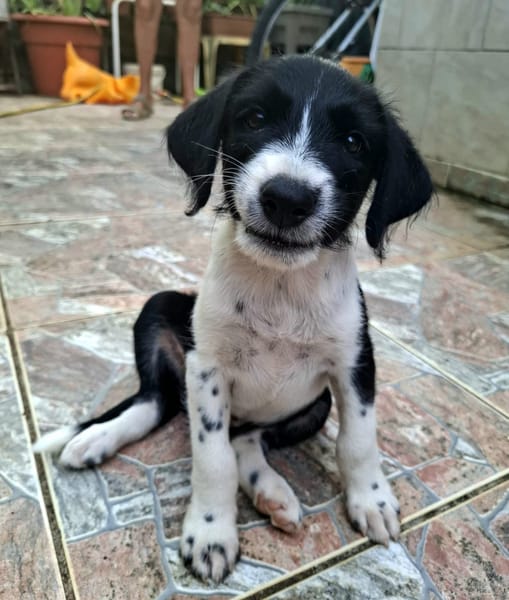 Altaï, femelle X berger née le 25/08/2025