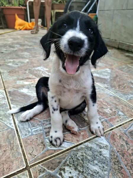 Altaï, femelle X berger née le 25/08/2025