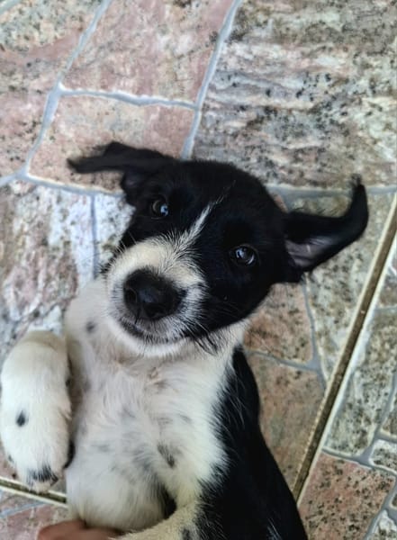 Altaï, femelle X berger née le 25/08/2025