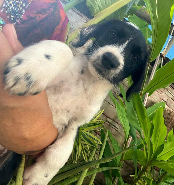 Altaï, femelle X berger née le 25/08/2025