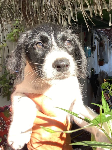 Altaï, femelle X berger née le 25/08/2025