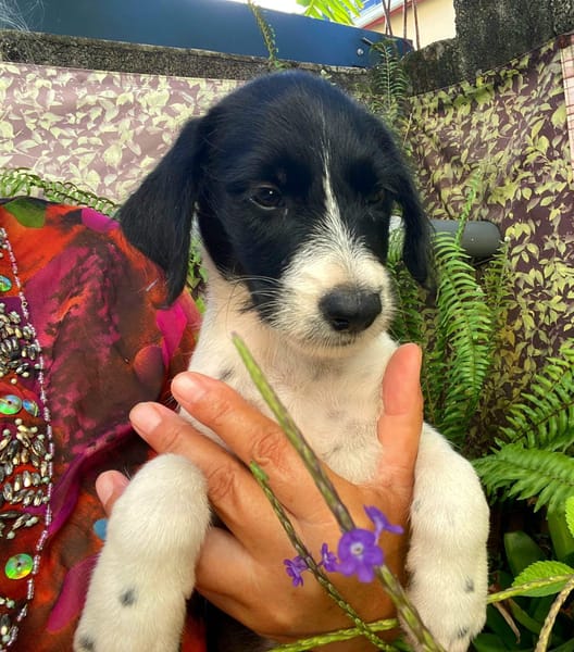 Altaï, femelle X berger née le 25/08/2025