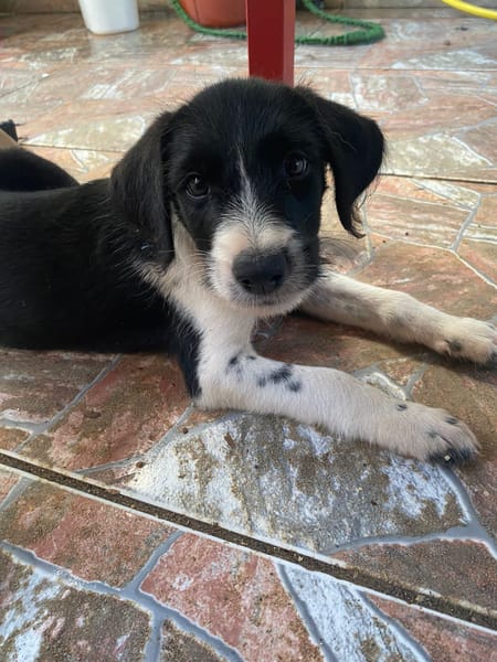 Altaï, femelle X berger née le 25/08/2025