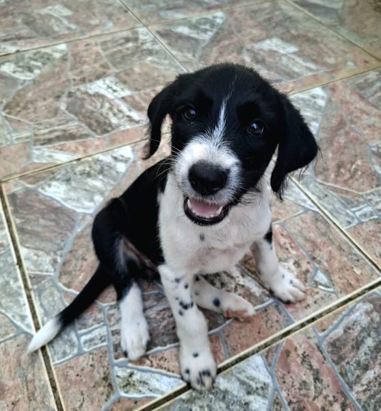 Altaï, femelle X berger née le 25/08/2025