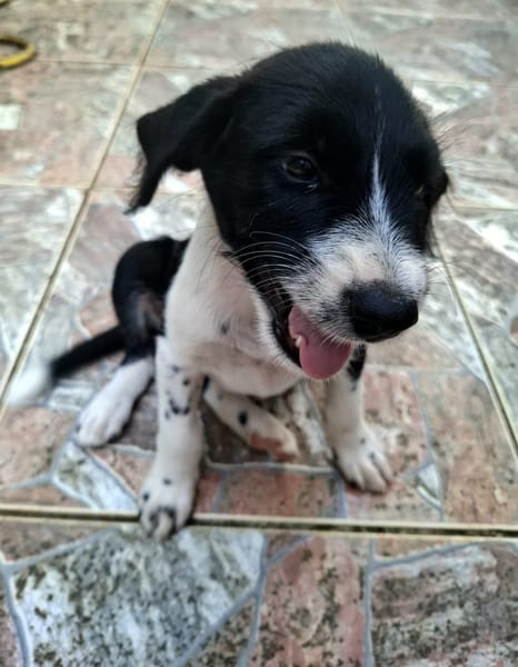 Altaï, femelle X berger née le 25/08/2025