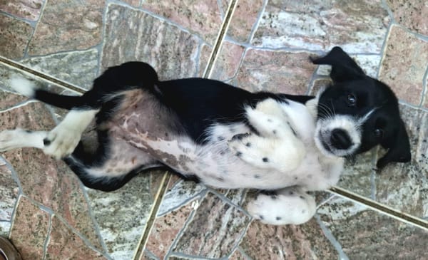 Altaï, femelle X berger née le 25/08/2025