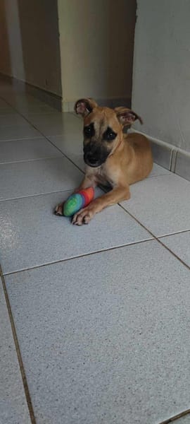 Anuka, femelle berger, née le 15/06/2025 🐶