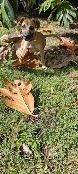 Anuka, femelle berger, née le 15/06/2025 🐶