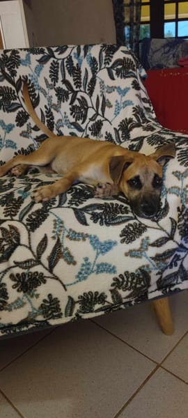 Anuka, femelle berger, née le 15/06/2025 🐶