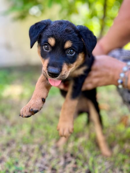 Aïta, femelle Xberger, née le 01/09/2025 🐶